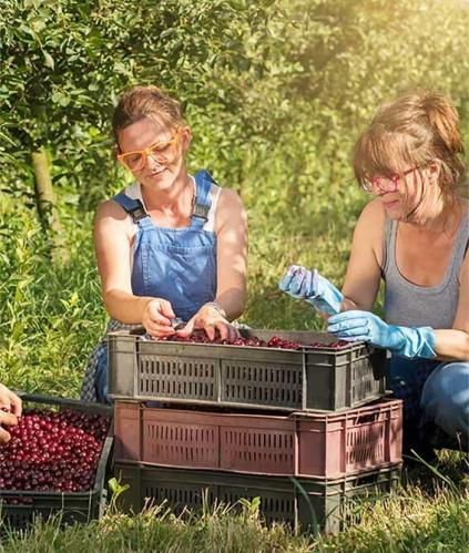 maraichers qui cueillent des cerises