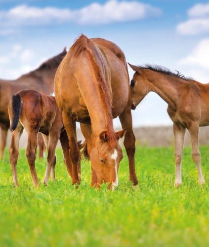 chevaux dans un champ