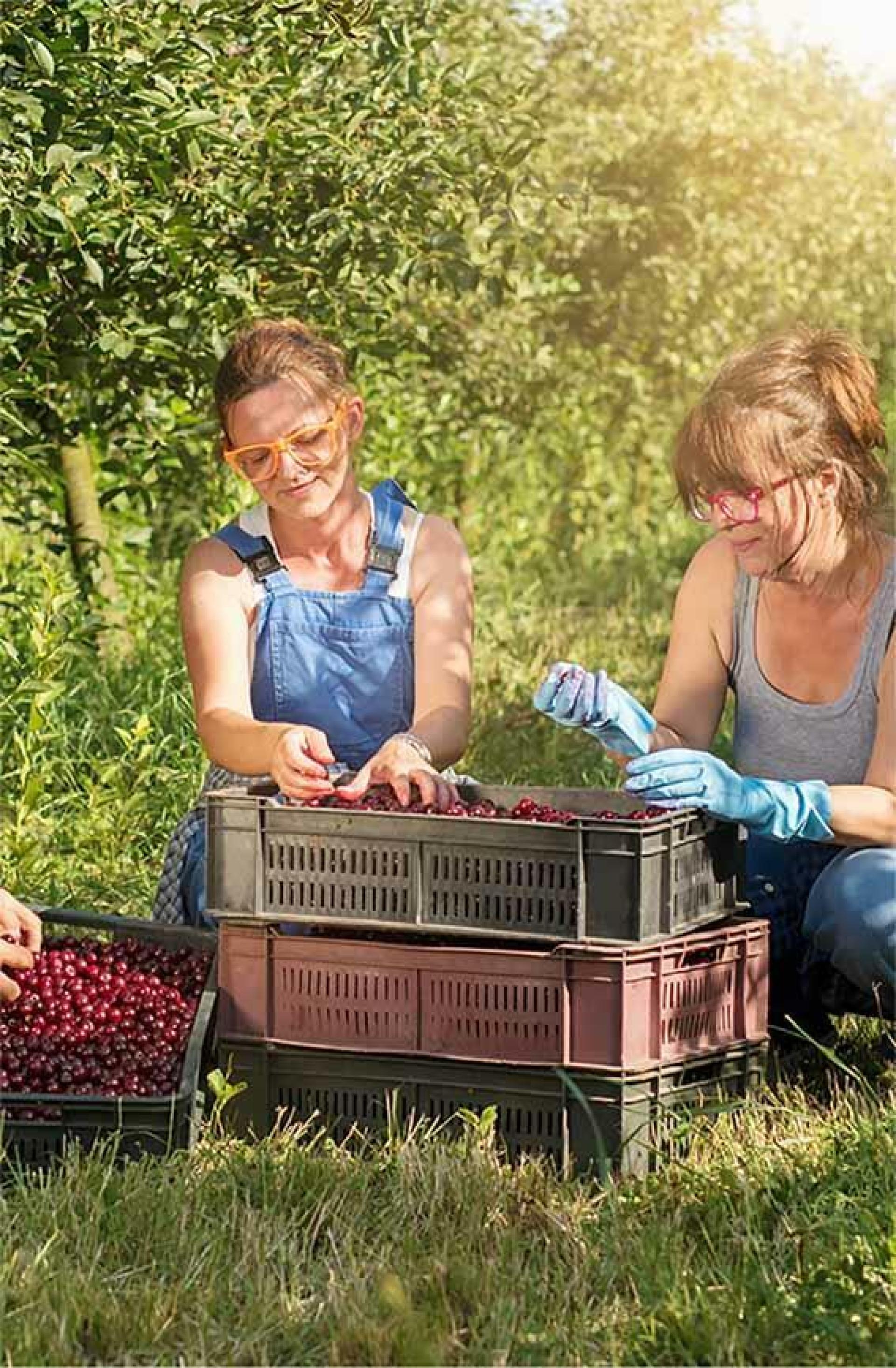 maraichers qui cueillent des cerises