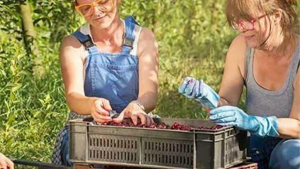 maraichers qui cueillent des cerises