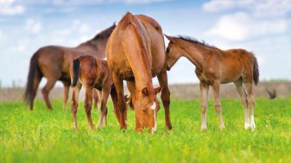 chevaux dans un champ