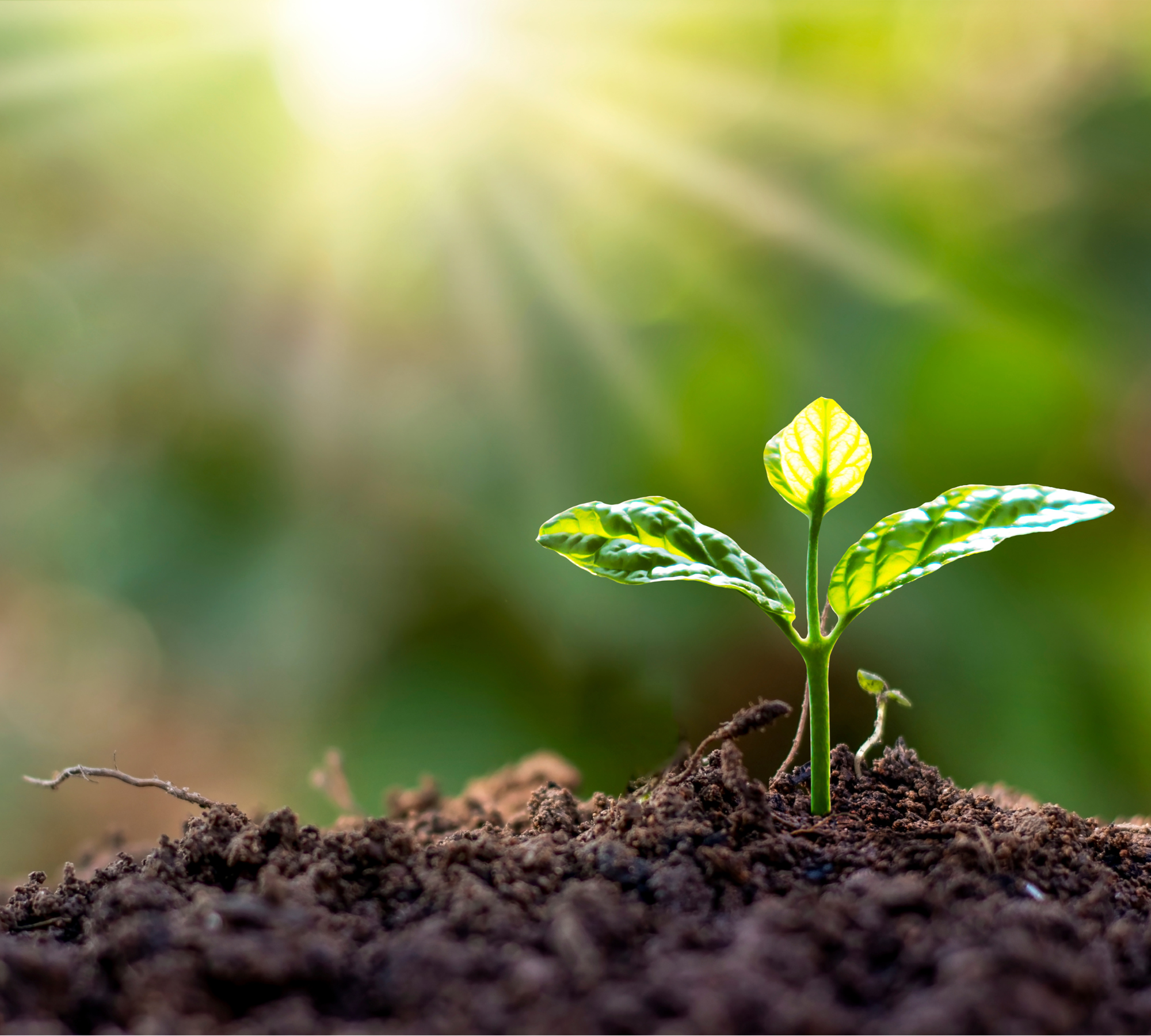 santé des sols agricoles