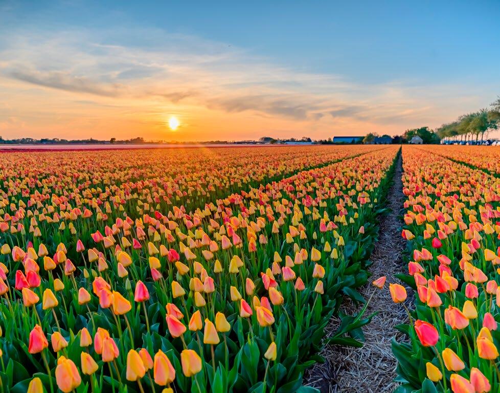 des champs de fleurs